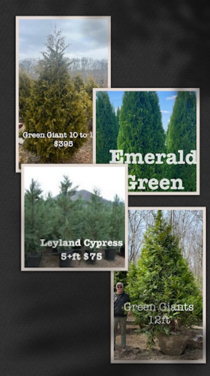 Big John's Tree Farm photo 35