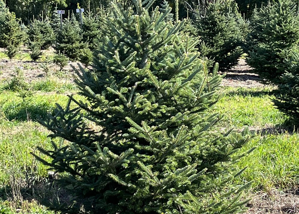 Big John's Tree Farm photo 23