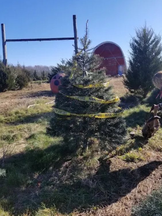 Big John's Tree Farm photo 31