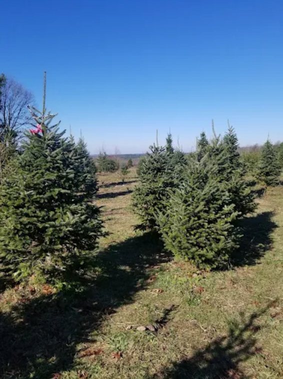 Big John's Tree Farm photo 22