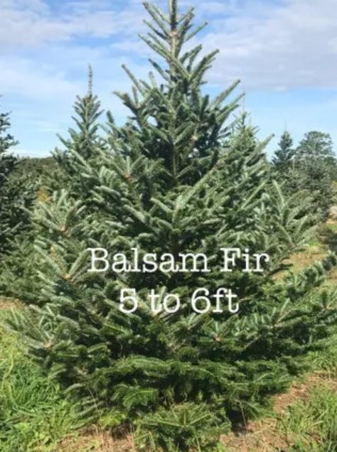 Big John's Tree Farm photo 38