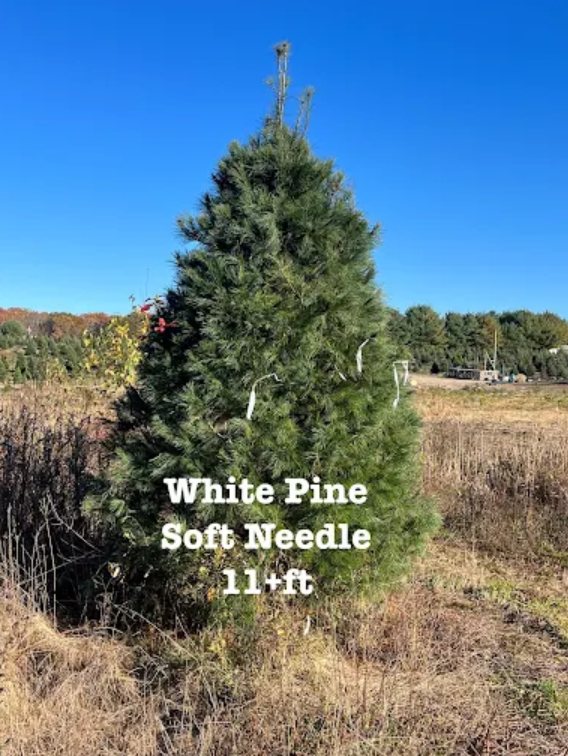 Big John's Tree Farm photo 39