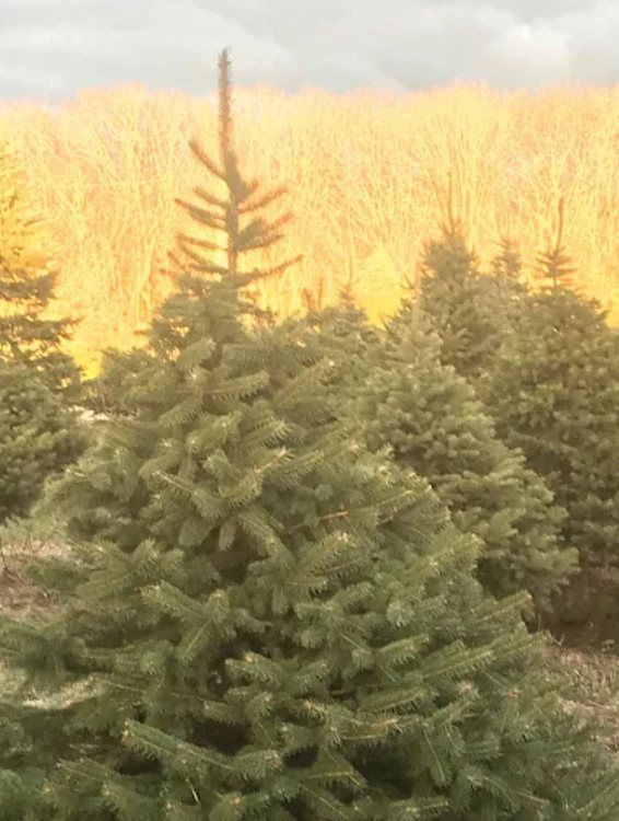 Big John's Tree Farm photo 18